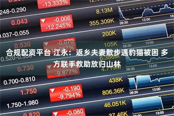 合规配资平台 江永：返乡夫妻散步遇豹猫被困 多方联手救助放归山林